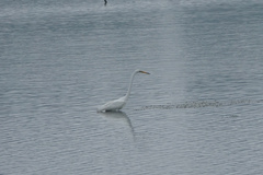 Ardea alba