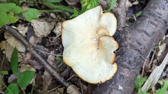 Polyporus guianensis