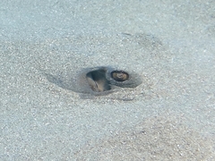 Dasyatis