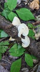 Polyporus guianensis