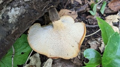Polyporus guianensis