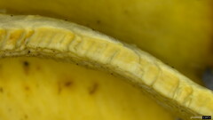 Polyporus guianensis