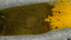 Polyporus guianensis