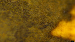 Polyporus guianensis