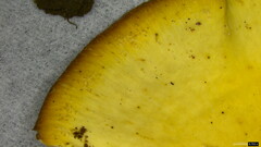 Polyporus guianensis