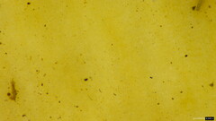 Polyporus guianensis