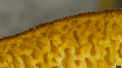 Polyporus guianensis