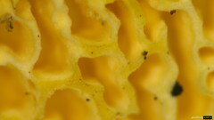 Polyporus guianensis