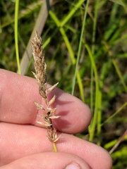 Carex sartwellii