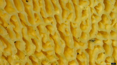 Polyporus guianensis