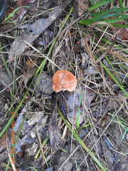 Lactarius eucalypti