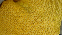 Polyporus guianensis