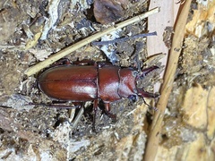 Prismognathus dauricus