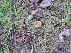 Lactarius eucalypti