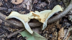 Polyporus guianensis
