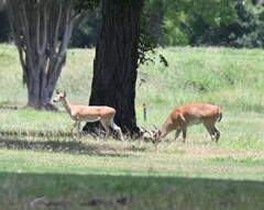 Odocoileus virginianus