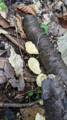 Polyporus guianensis