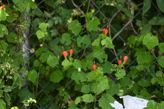 Malvaviscus arboreus