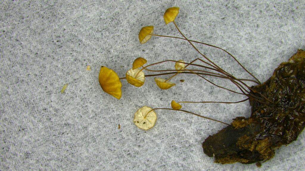 Cryptomarasmius aucubae · July 2022 · photo: © atsushi_nakajima_cirque (iNaturalist, cc-by)