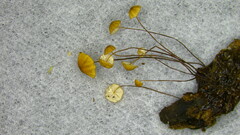 Cryptomarasmius aucubae