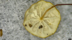 Cryptomarasmius aucubae