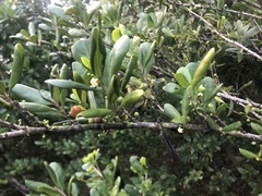 Cyclophyllum coprosmoides