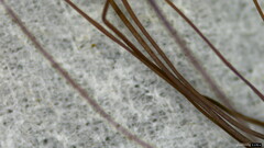 Cryptomarasmius aucubae