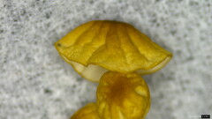 Cryptomarasmius aucubae