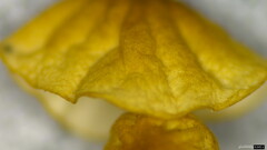 Cryptomarasmius aucubae