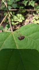 Cryptomarasmius aucubae