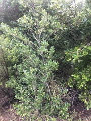 Cyclophyllum coprosmoides