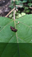 Cryptomarasmius aucubae