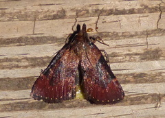 Omphalocera munroei