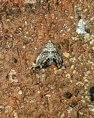 Eoparargyractis irroratalis