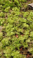 Hylocomium splendens image