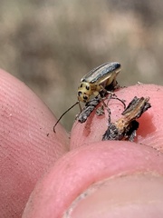 Trirhabda nigriventris