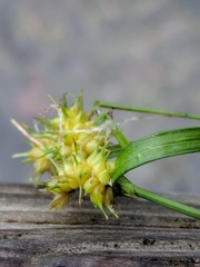 Carex cryptolepis