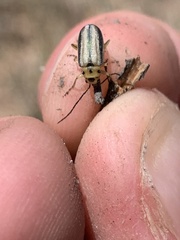 Trirhabda nigriventris