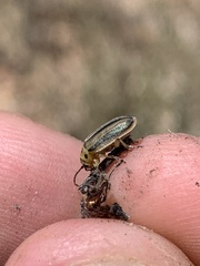 Trirhabda nigriventris