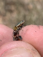 Trirhabda nigriventris