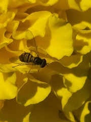 Toxomerus marginatus