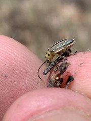 Trirhabda nigriventris