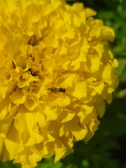 Toxomerus marginatus