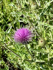 Cirsium flodmanii