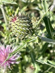 Cirsium flodmanii