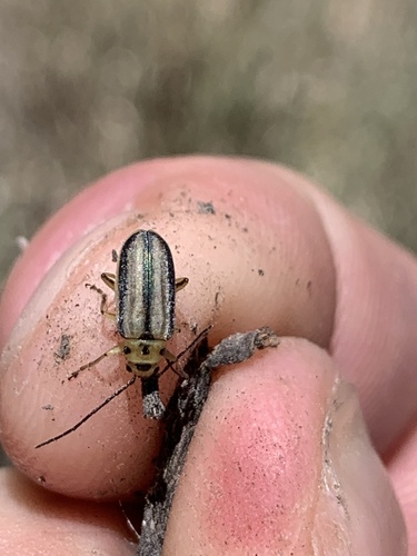 Trirhabda nigriventris