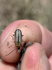 Trirhabda nigriventris