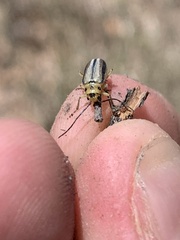 Trirhabda nigriventris