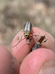 Trirhabda nigriventris