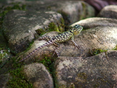 Sceloporus taeniocnemis